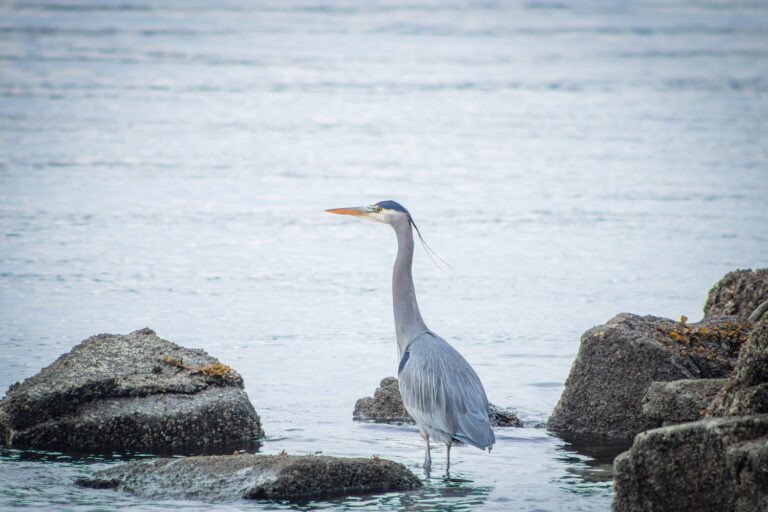 coles bay regional park heron among the rocks alyssa orrego photography