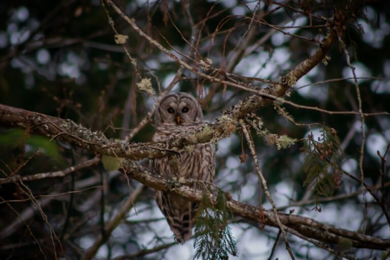 owl in the trees with alyssa orrego photography